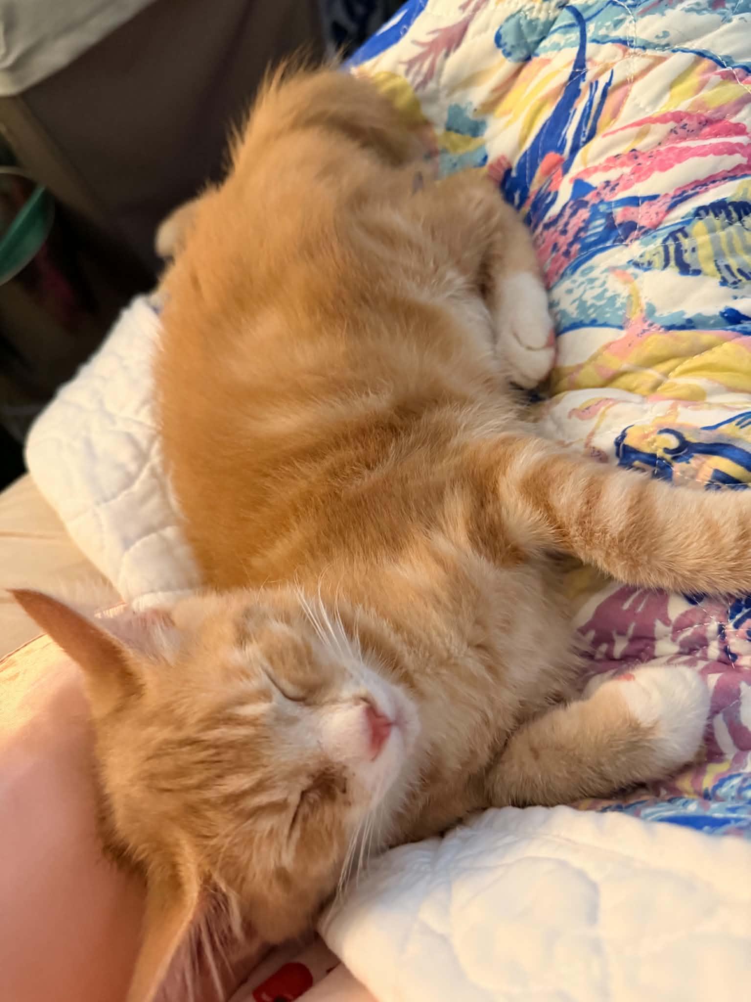 Hamster - the best orange kitten, an adopted Domestic Short Hair in Portland, OR image 2/4