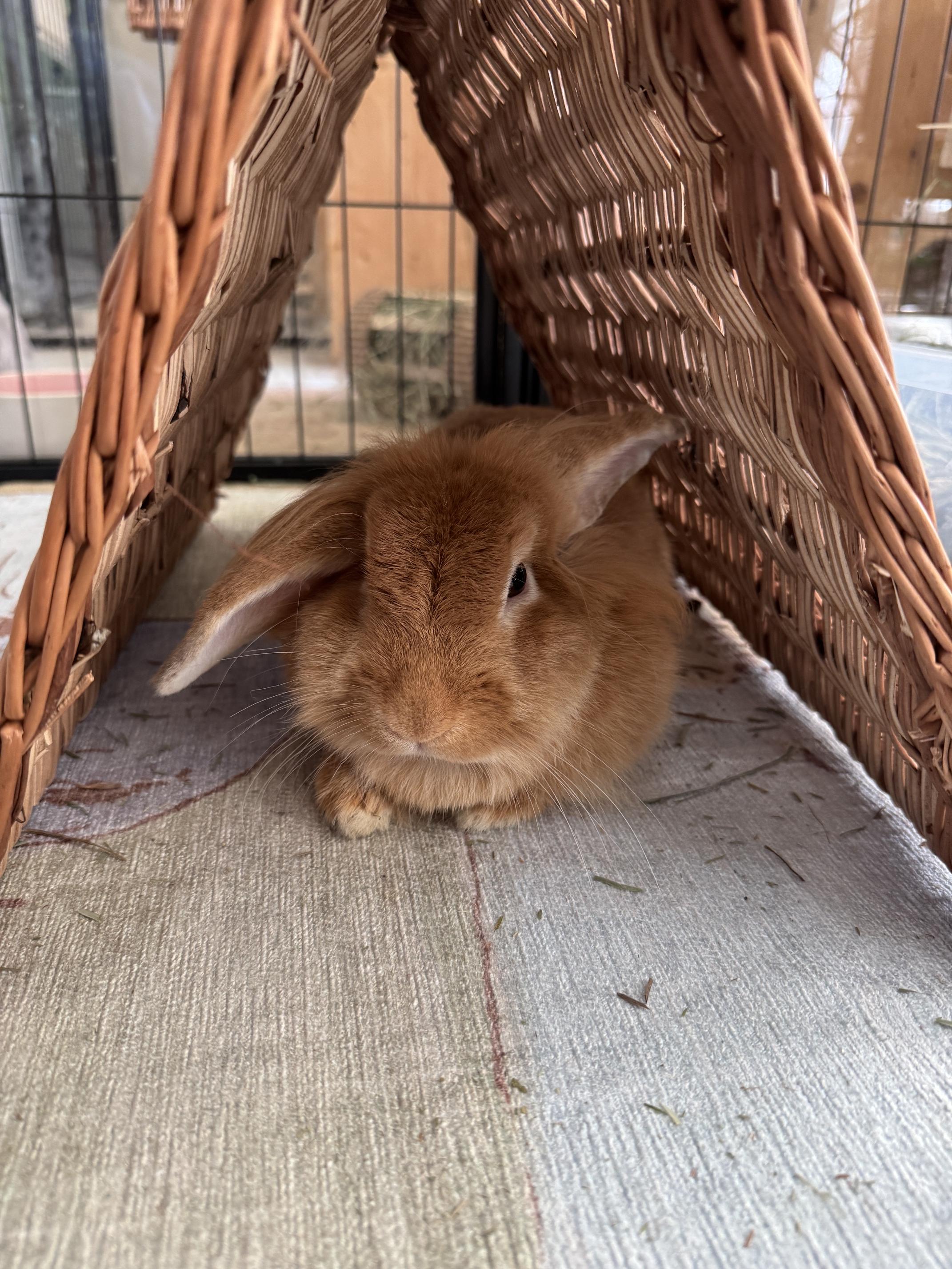 Enlarge Mina, a Adoptable Lionhead in Waynesboro, VA image 1/4