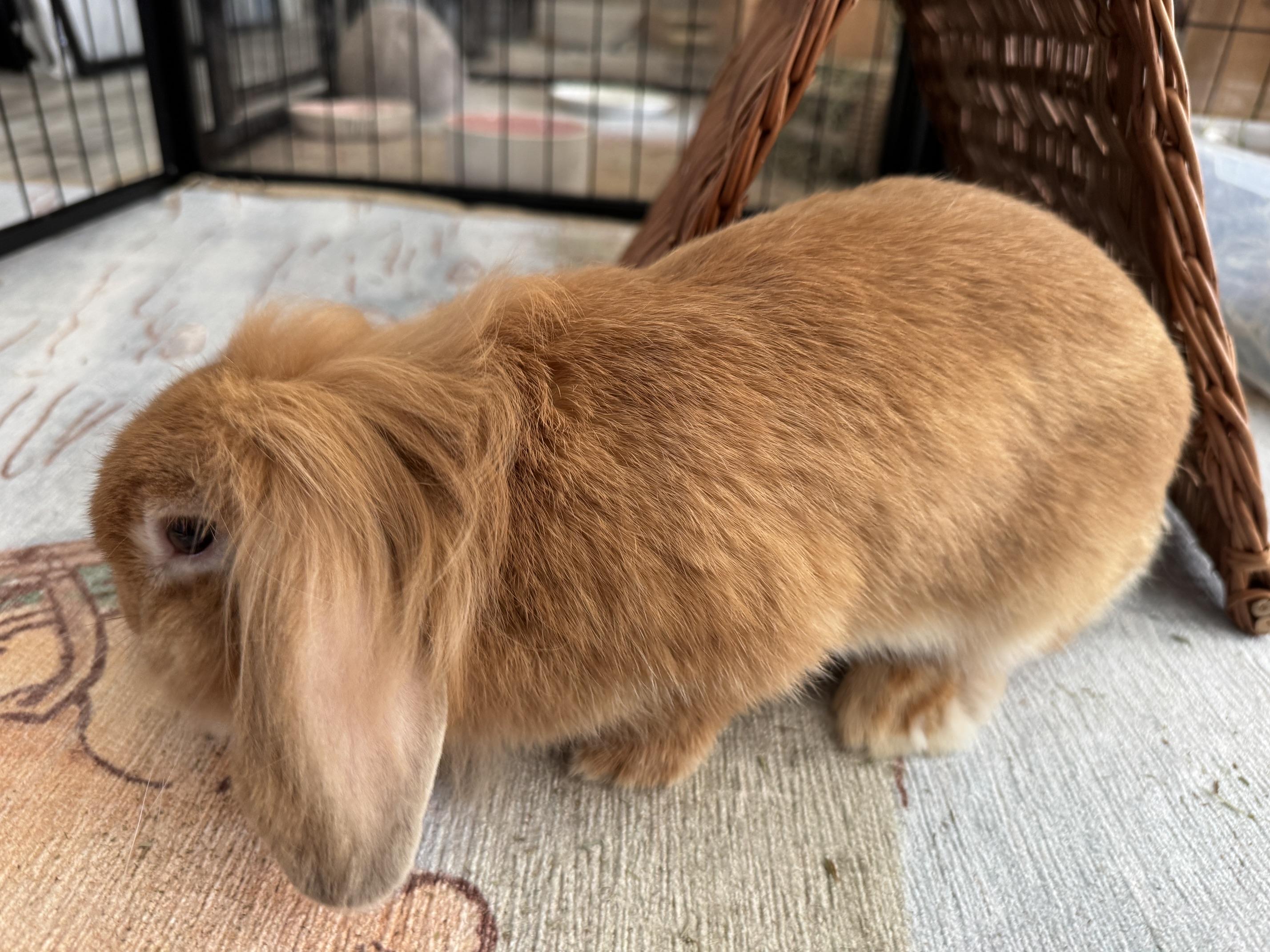 Enlarge Mina, a Adoptable Lionhead in Waynesboro, VA image 4/4