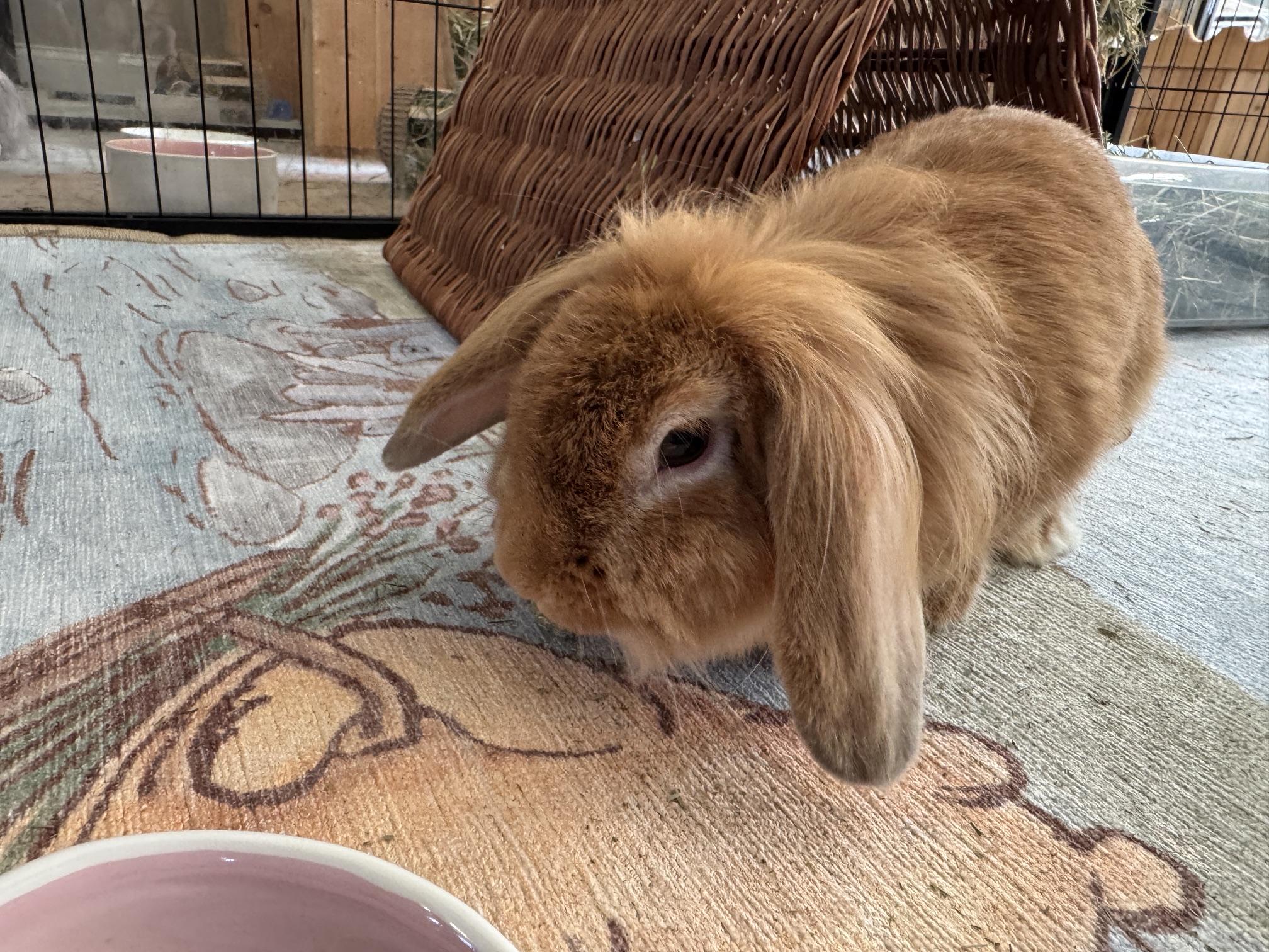 Enlarge Mina, a Adoptable Lionhead in Waynesboro, VA image 2/4