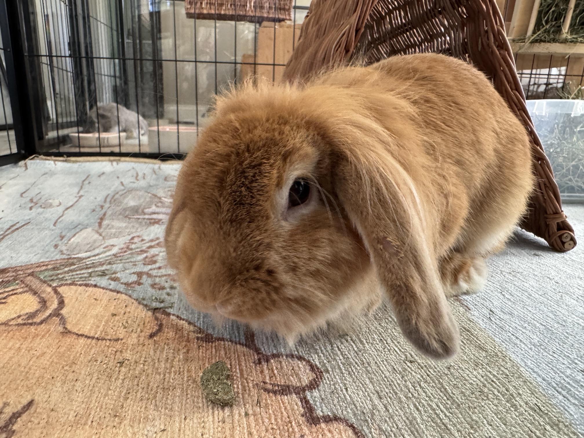 Enlarge Mina, a Adoptable Lionhead in Waynesboro, VA image 3/4