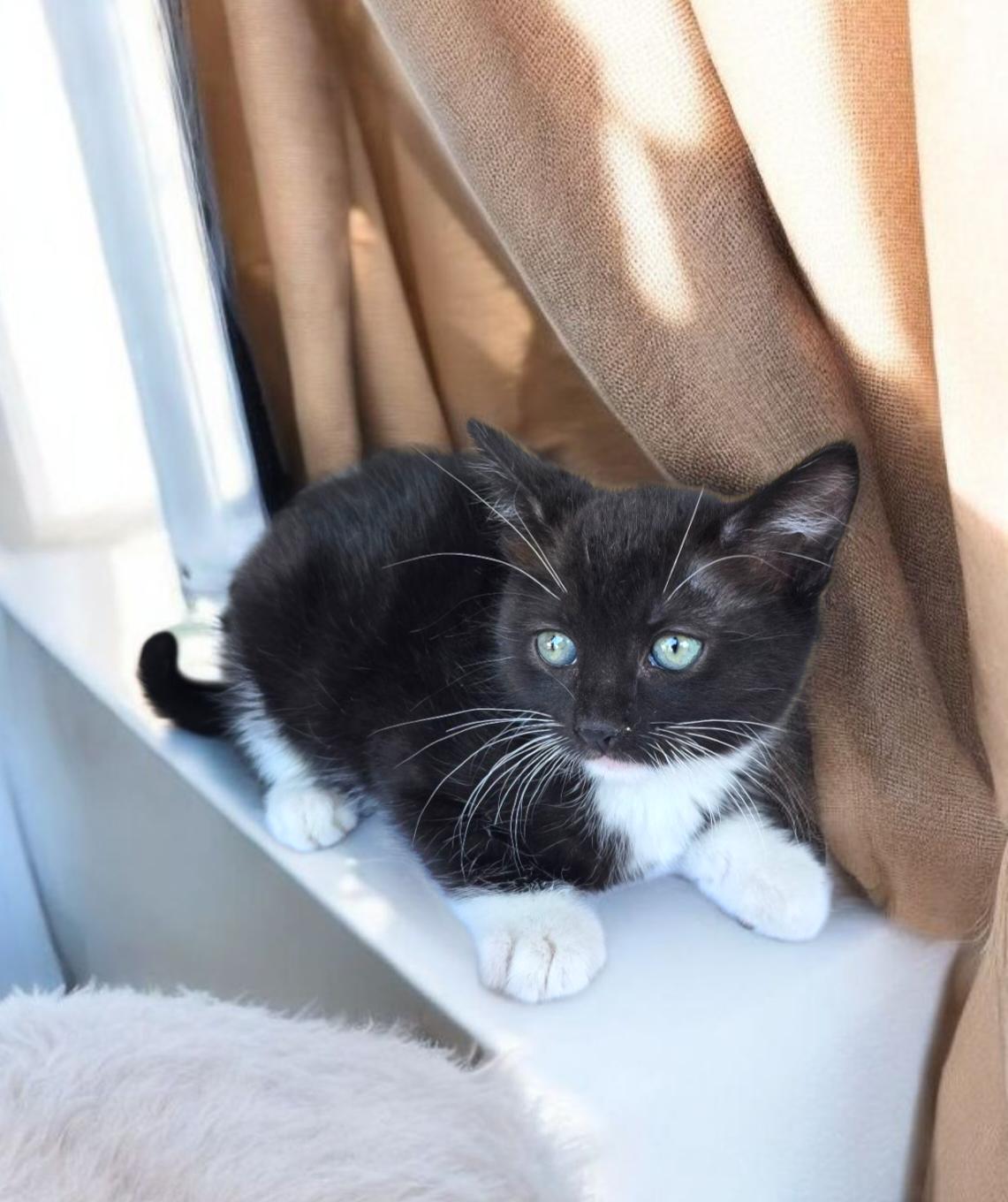 Enlarge Robyn, a Adoptable Domestic Medium Hair image 1/1