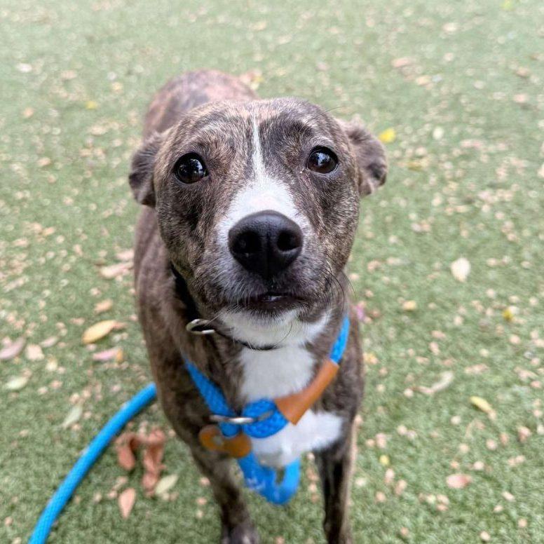 Shae, Adoptable, Young Female Mixed Breed.