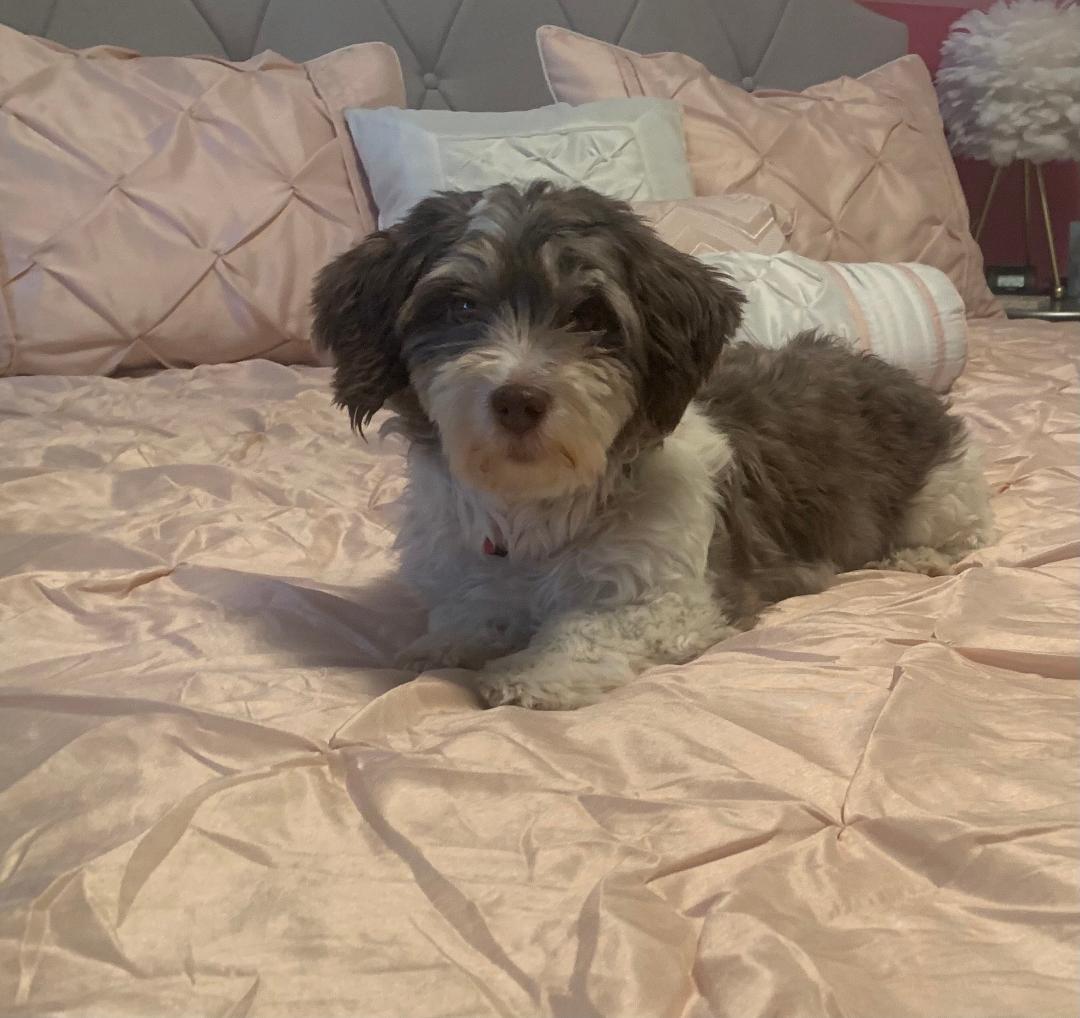 Enlarge Mabel in Goldsboro, North Carolina, an adopted Havanese in Goldsboro, NC image 2/3