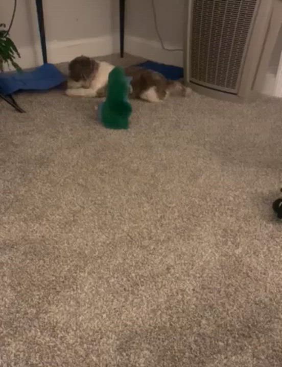 Enlarge Mabel in Goldsboro, North Carolina, an adopted Havanese in Goldsboro, NC video 3/3