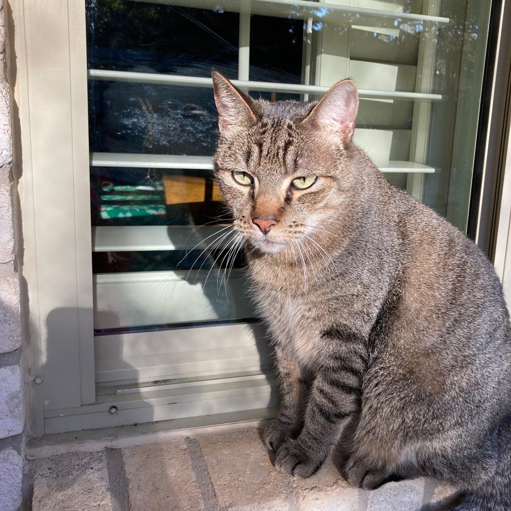 Capt Hook, Adoptable, Senior Male Domestic Short Hair.
