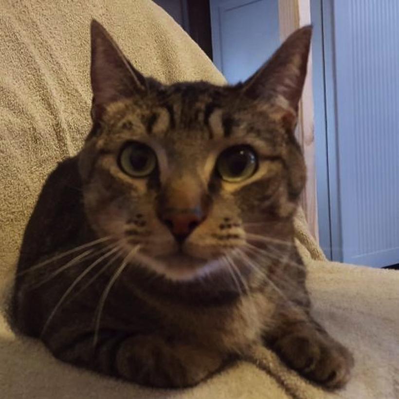 Capt Hook, a Adoptable mixed breed in San Antonio, TX image 2/6