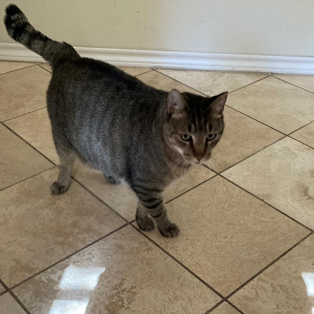 Capt Hook, a Adoptable mixed breed in San Antonio, TX image 3/6