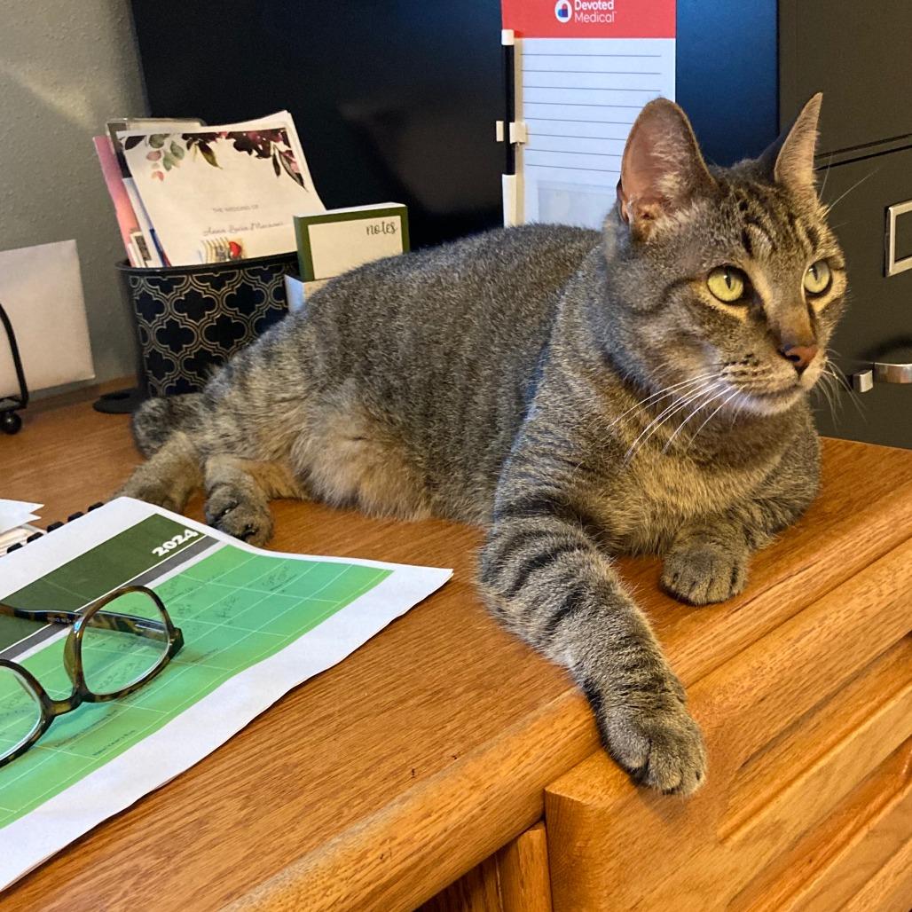 Capt Hook, a Adoptable mixed breed in San Antonio, TX image 4/6