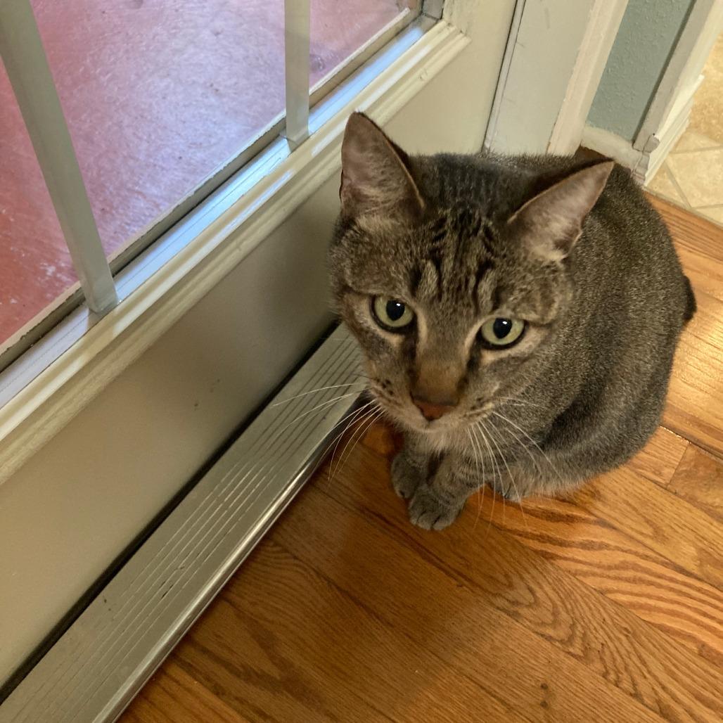 Capt Hook, a Adoptable mixed breed in San Antonio, TX image 5/6