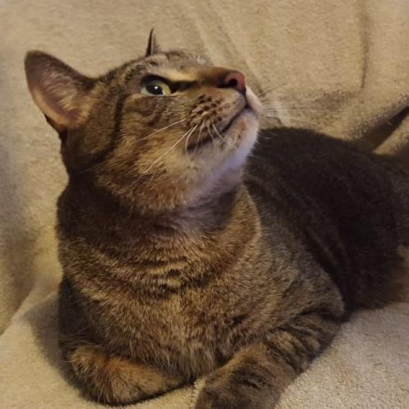 Capt Hook, a Adoptable mixed breed in San Antonio, TX image 6/6