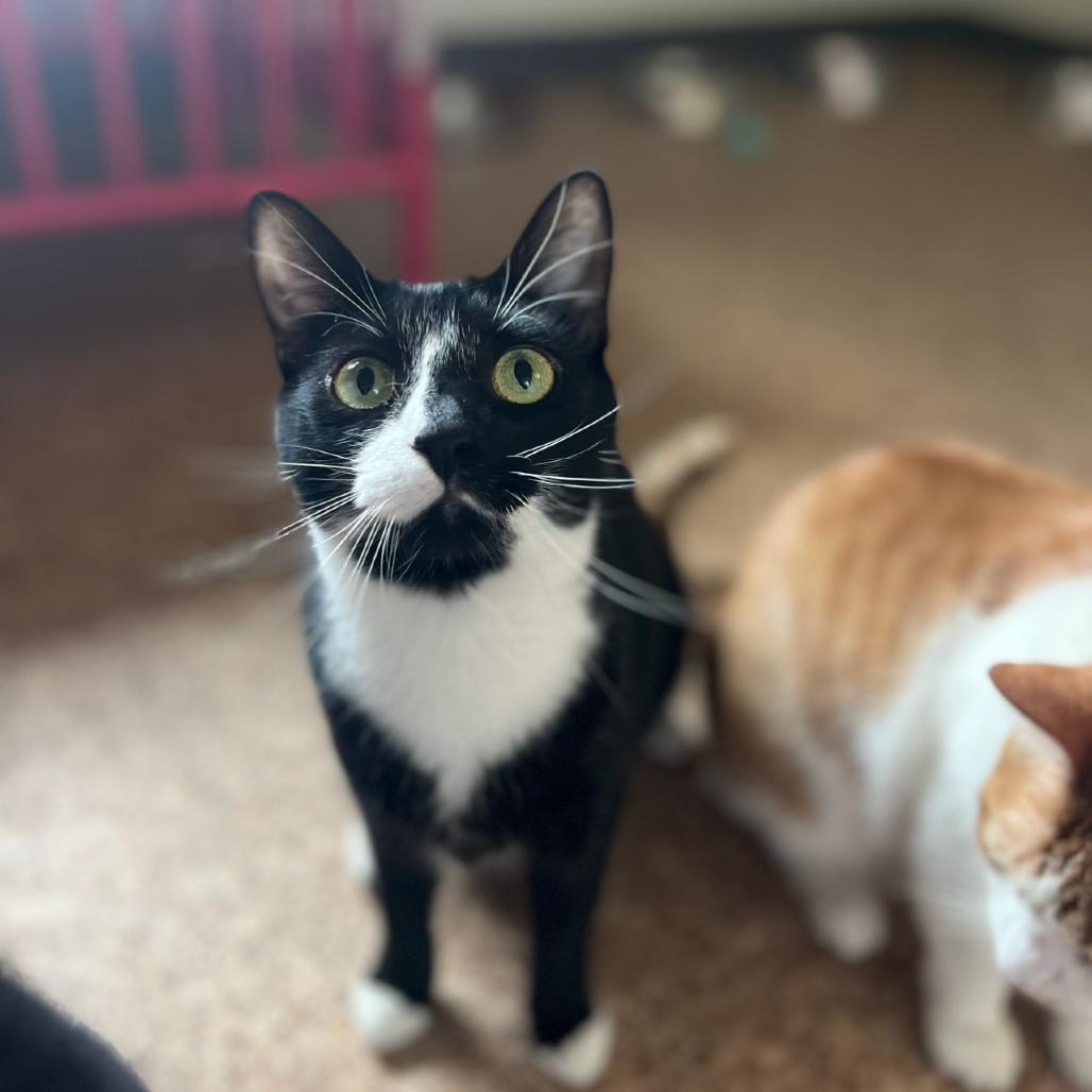 Cora, Adoptable, Adult Female Domestic Short Hair.