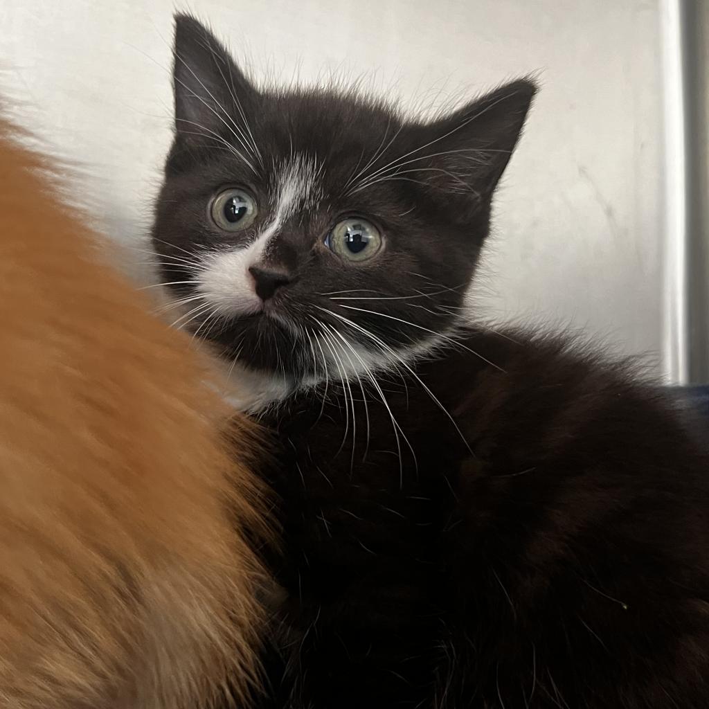 Enlarge Cora, a Adoptable Domestic Short Hair in Harrisville, WV image 2/4