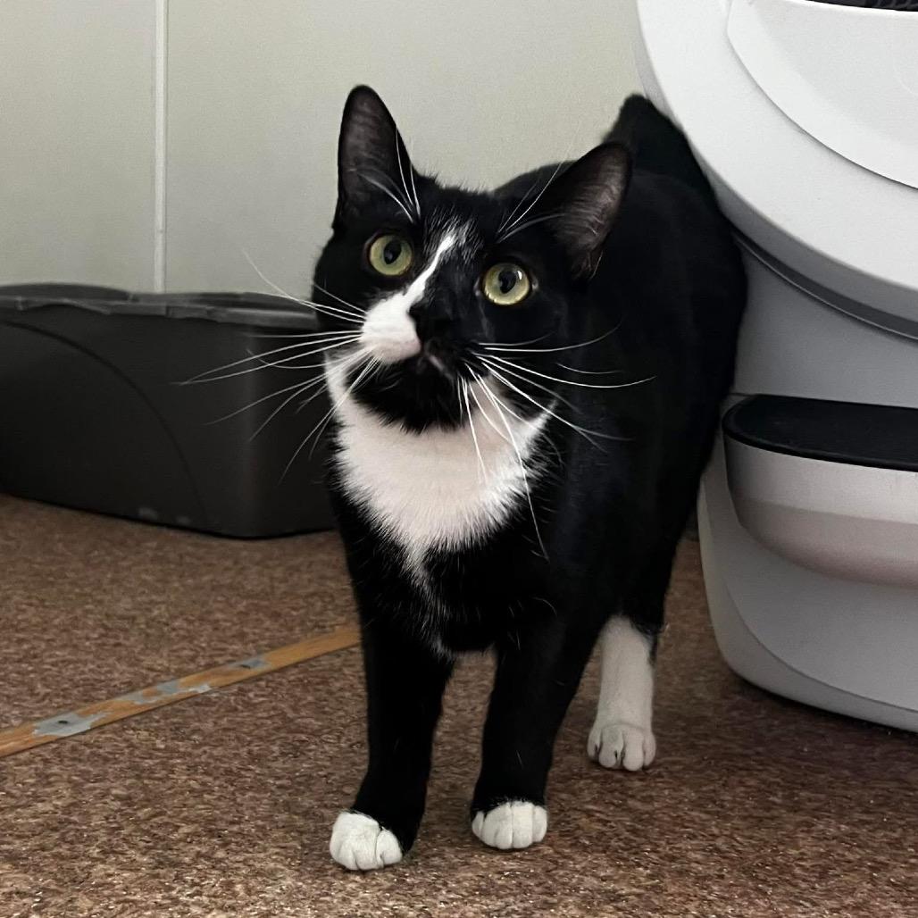 Enlarge Cora, a Adoptable Domestic Short Hair in Harrisville, WV image 3/4