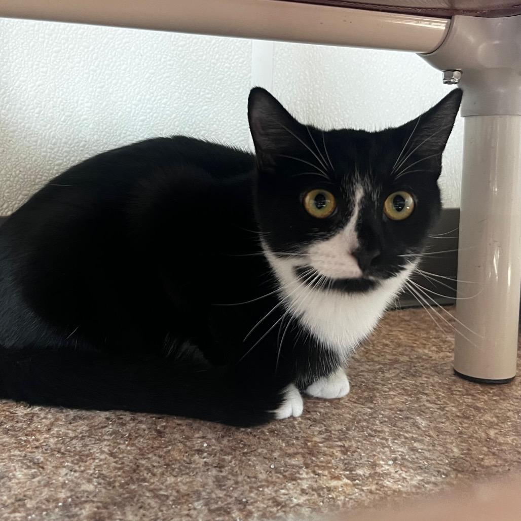 Enlarge Cora, a Adoptable Domestic Short Hair in Harrisville, WV image 4/4