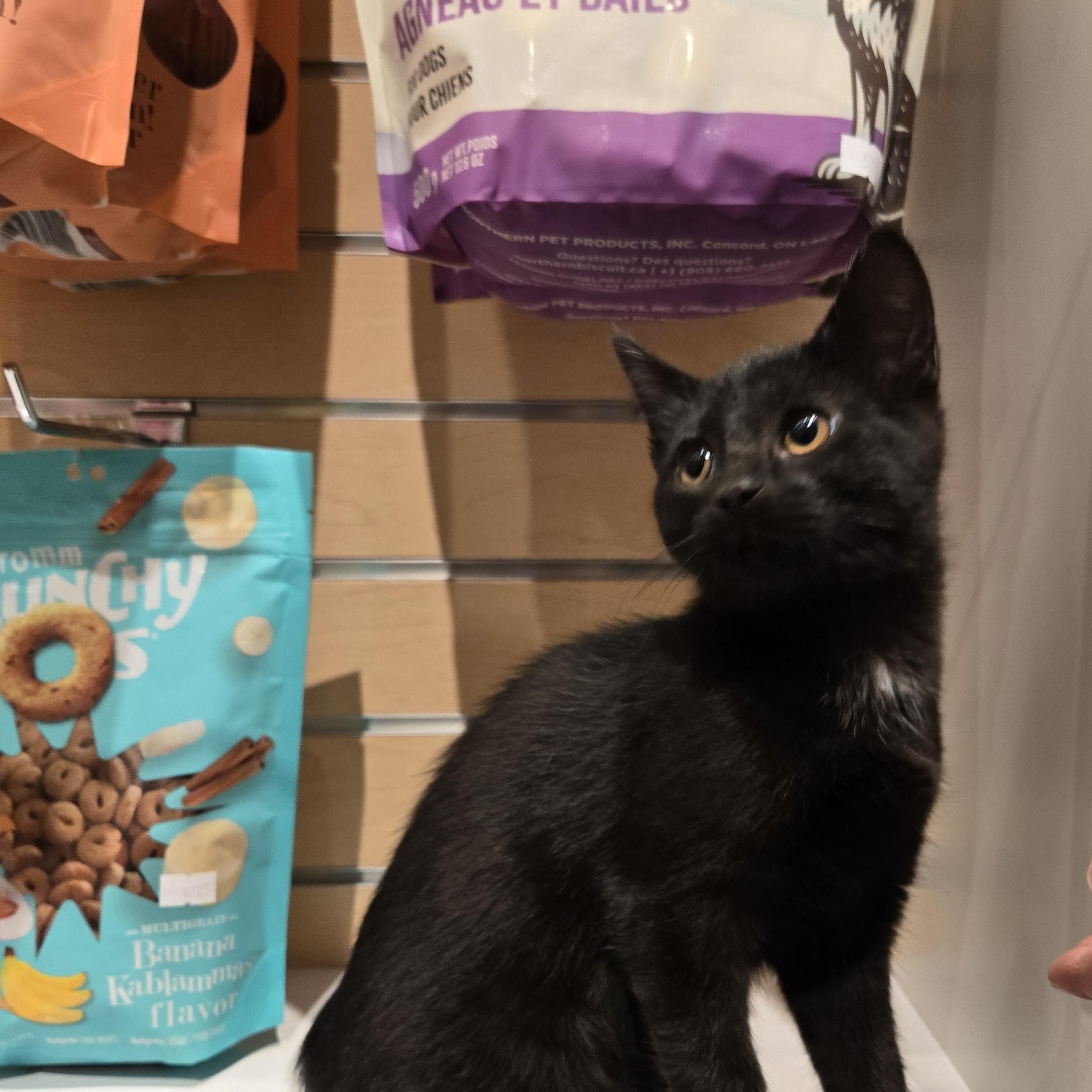 Enlarge Ginny, a Adoptable Domestic Short Hair in Mississauga, ON image 1/6