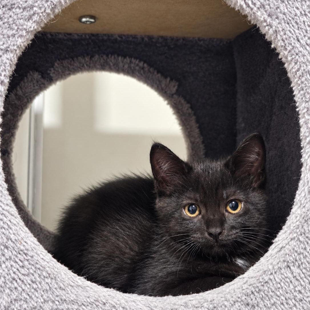 Enlarge Ginny, a Adoptable Domestic Short Hair in Mississauga, ON image 3/6