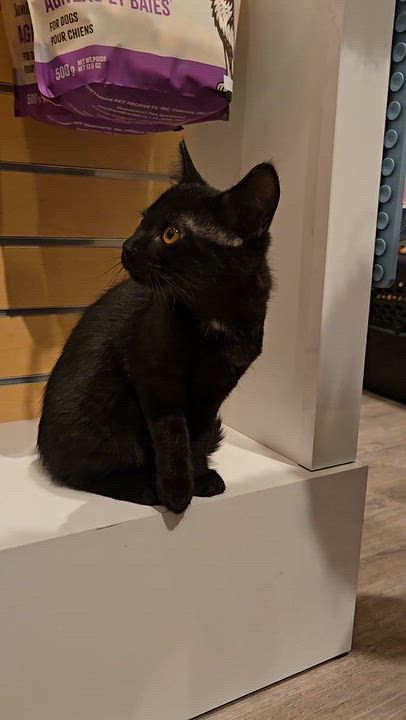 Enlarge Ginny, a Adoptable Domestic Short Hair in Mississauga, ON video 6/6