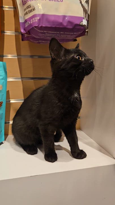 Enlarge Ginny, a Adoptable Domestic Short Hair in Mississauga, ON video 5/6