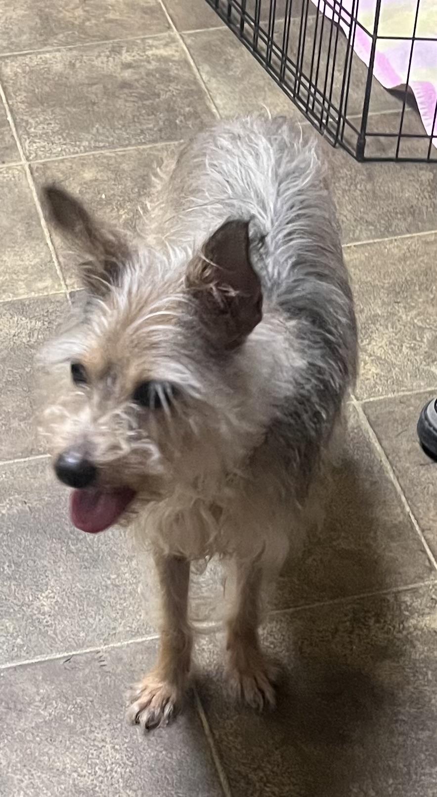 Enlarge Mookie, a Adoptable mixed breed in Los Angeles, CA image 6/6