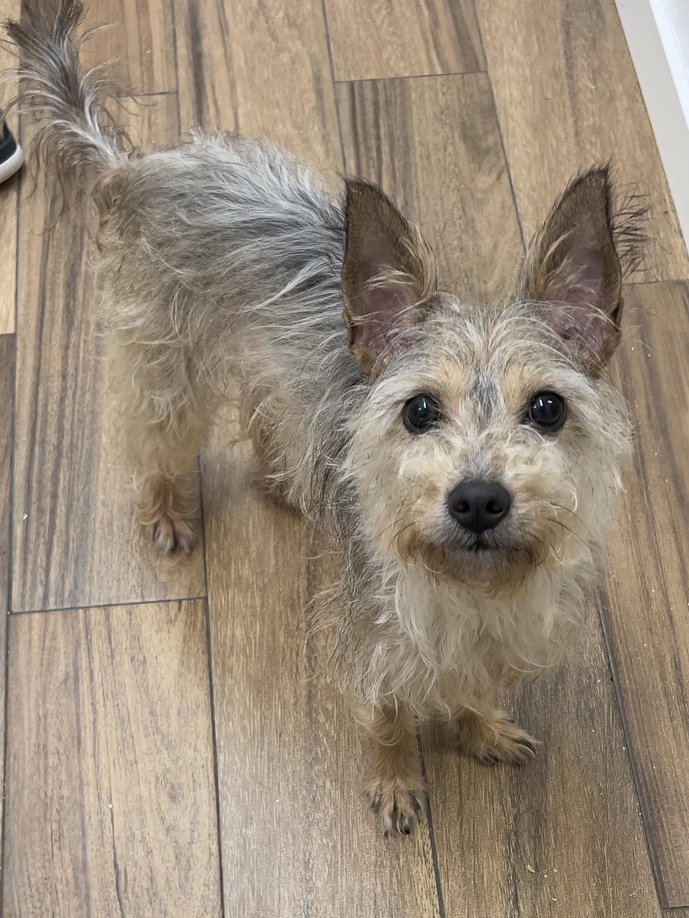 Enlarge Mookie, a Adoptable mixed breed in Los Angeles, CA image 2/6