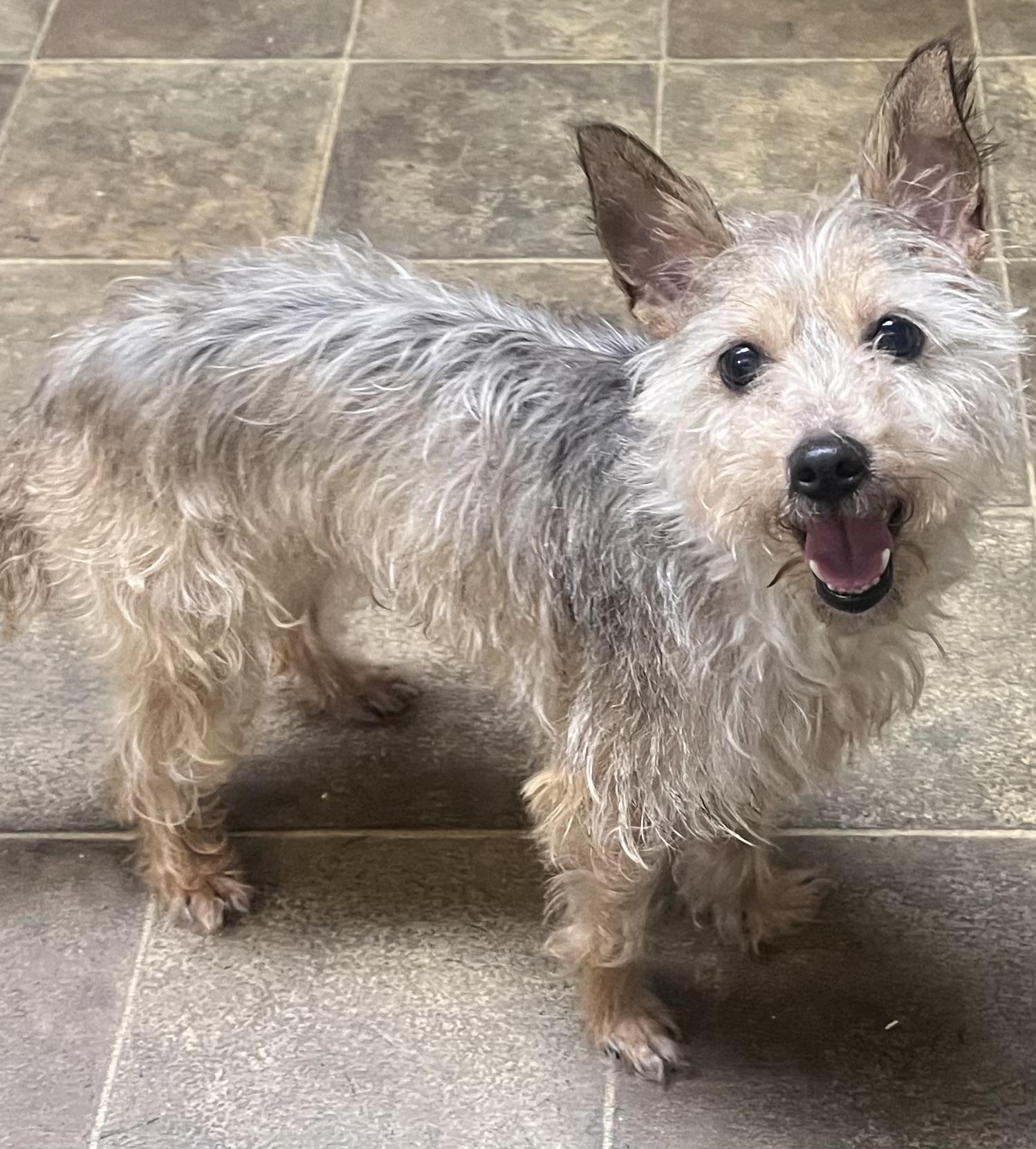 Enlarge Mookie, a Adoptable mixed breed in Los Angeles, CA image 5/6