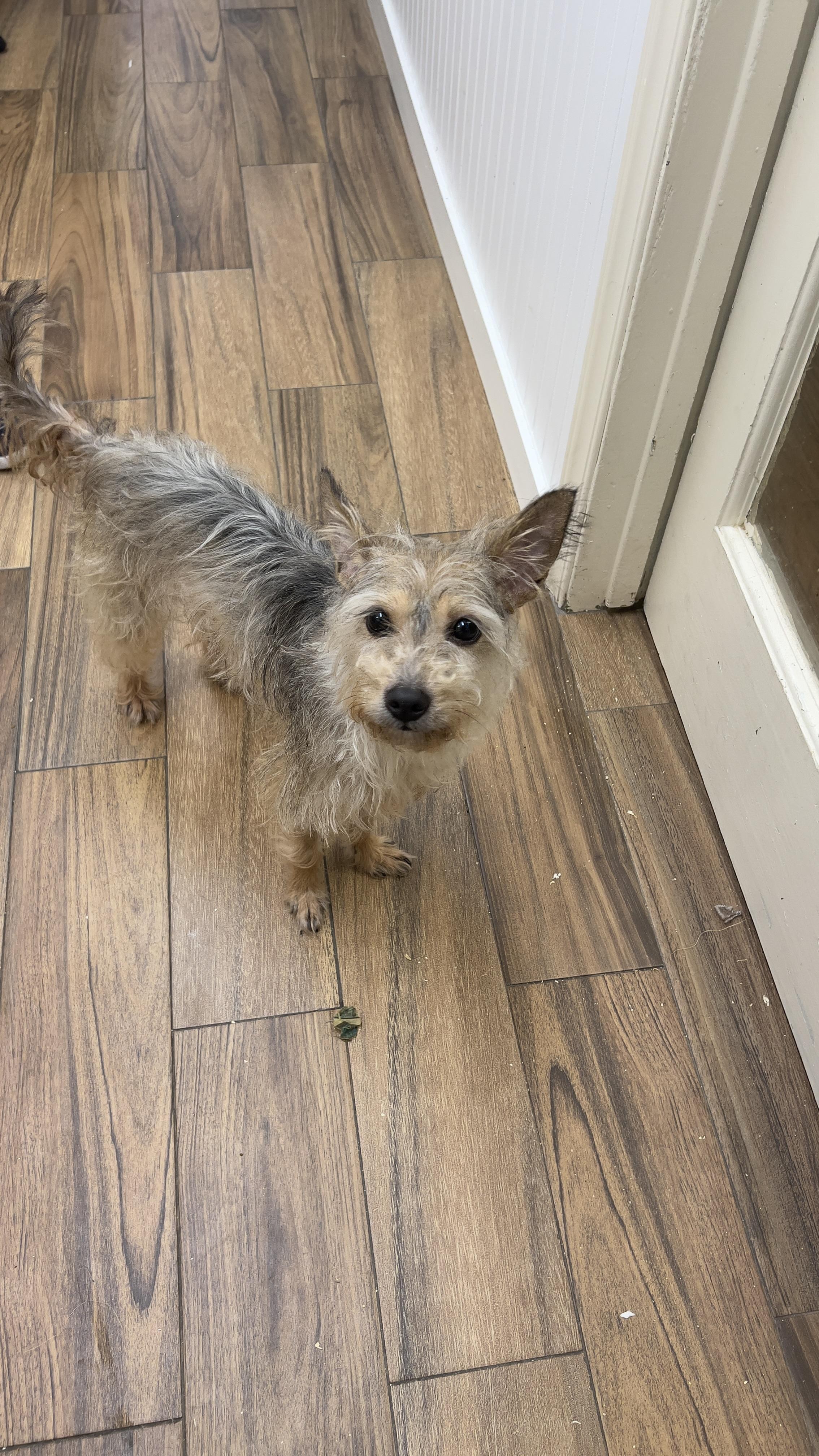 Enlarge Mookie, a Adoptable mixed breed in Los Angeles, CA image 4/6