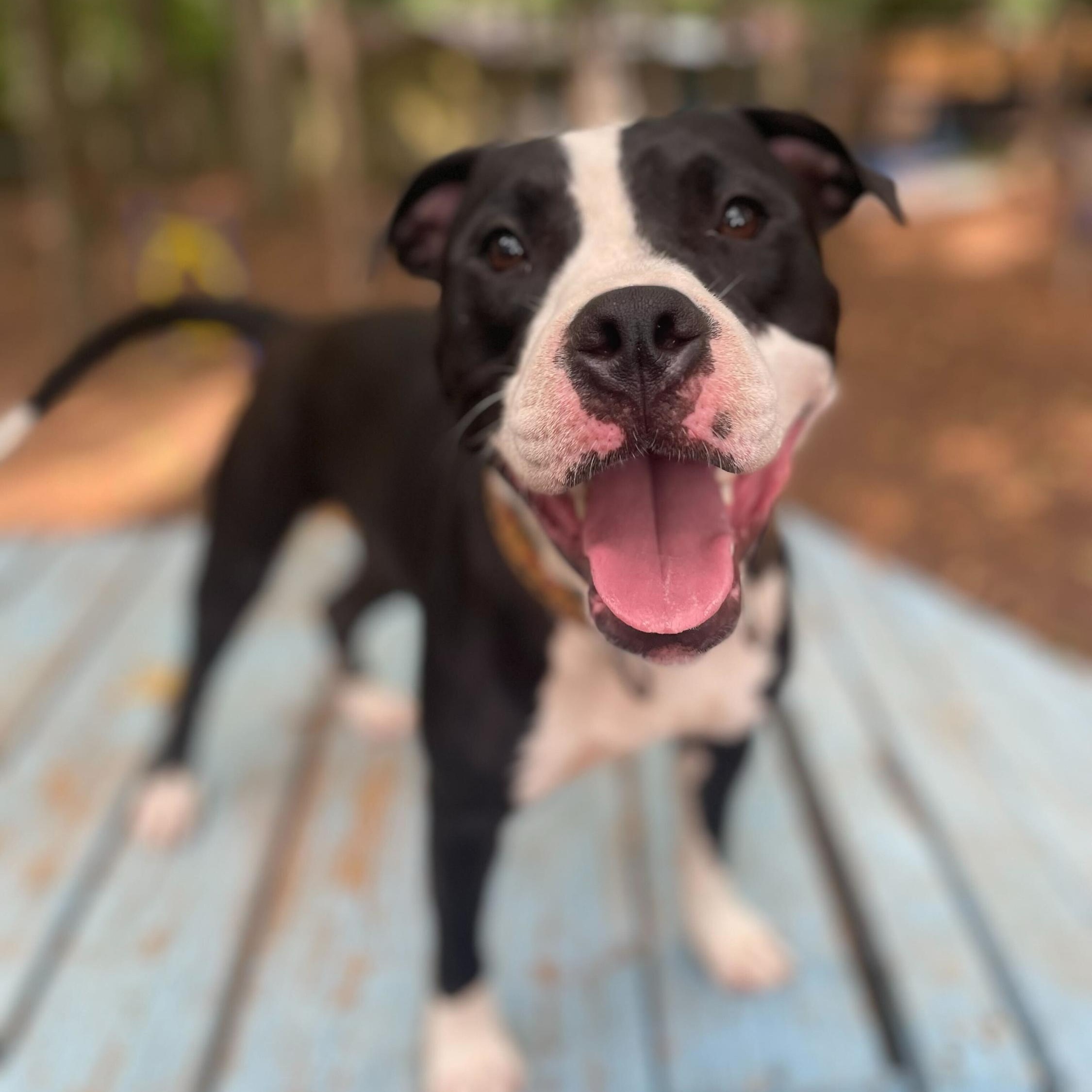 Enlarge Domino, a Adoptable Mixed Breed in Anderson , SC image 4/5