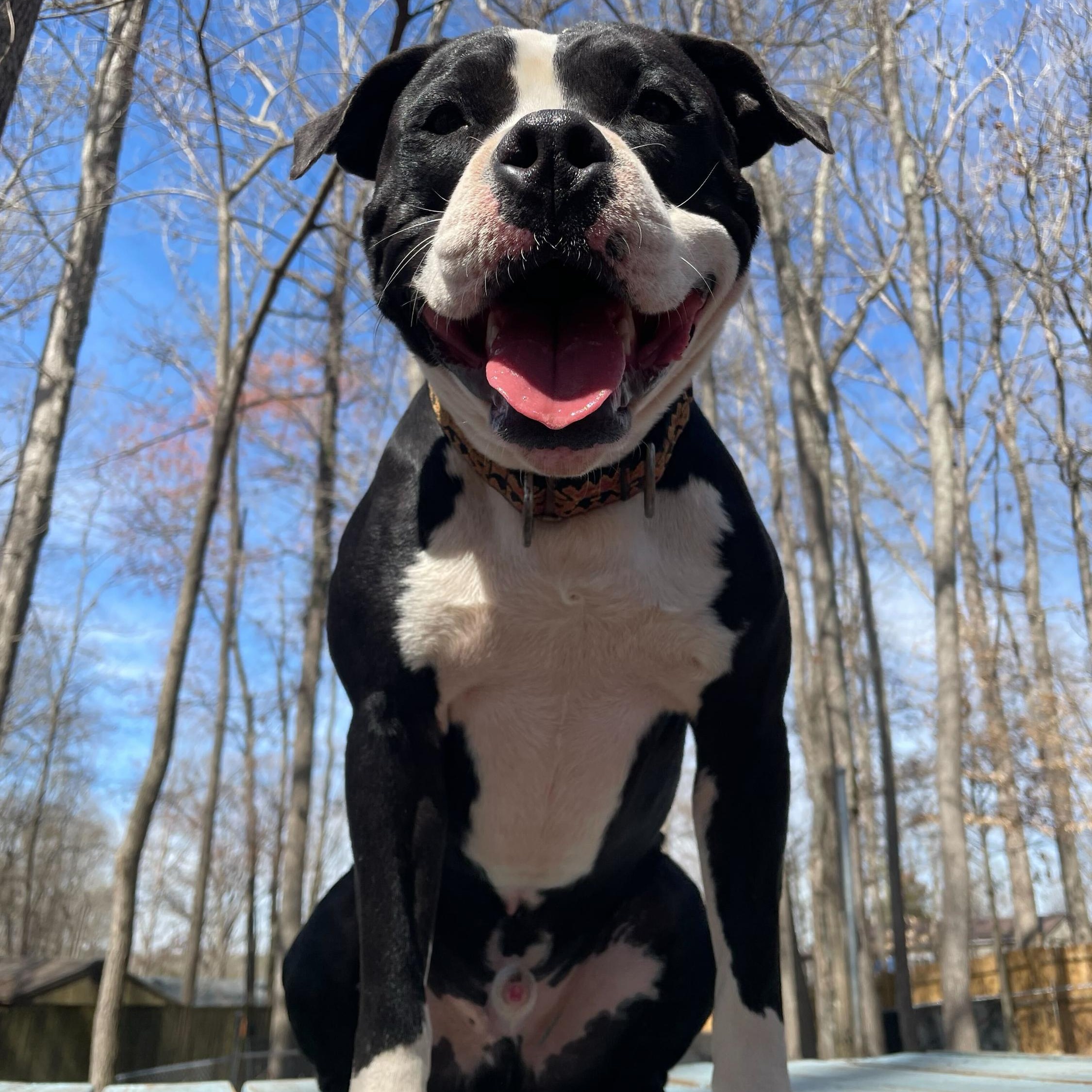 Enlarge Domino, a Adoptable Mixed Breed in Anderson , SC image 1/5