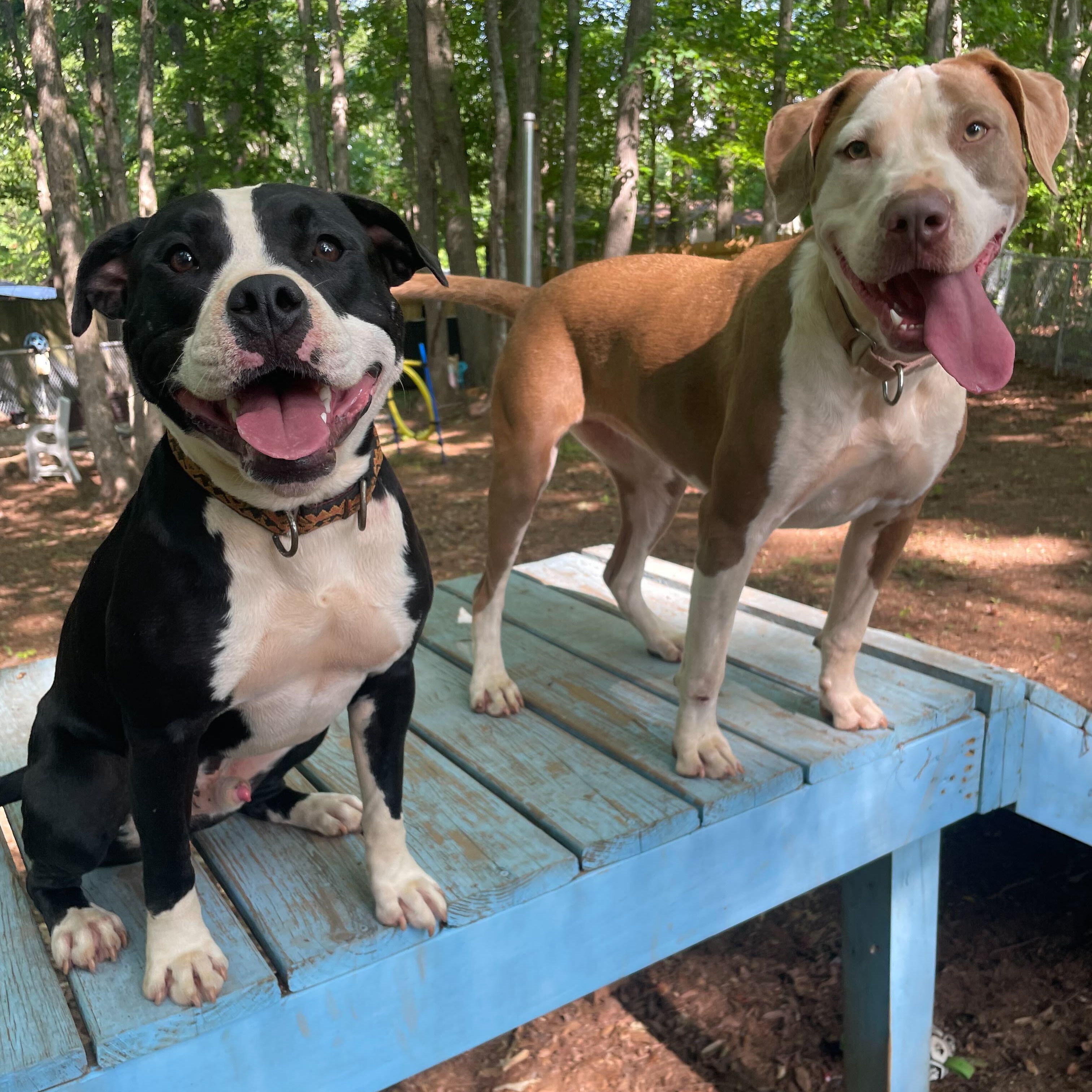 Enlarge Domino, a Adoptable Mixed Breed in Anderson , SC image 5/5