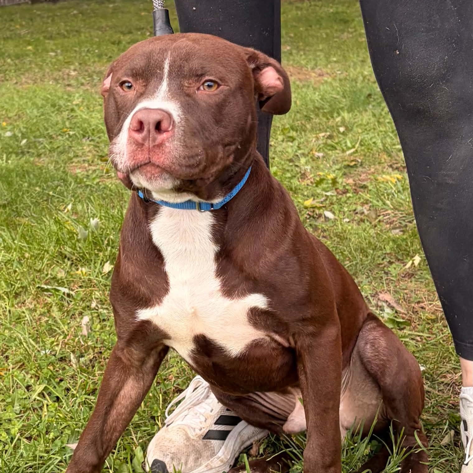 Enlarge Buster, a Adoptable mixed breed in Waterloo, IA image 2/3