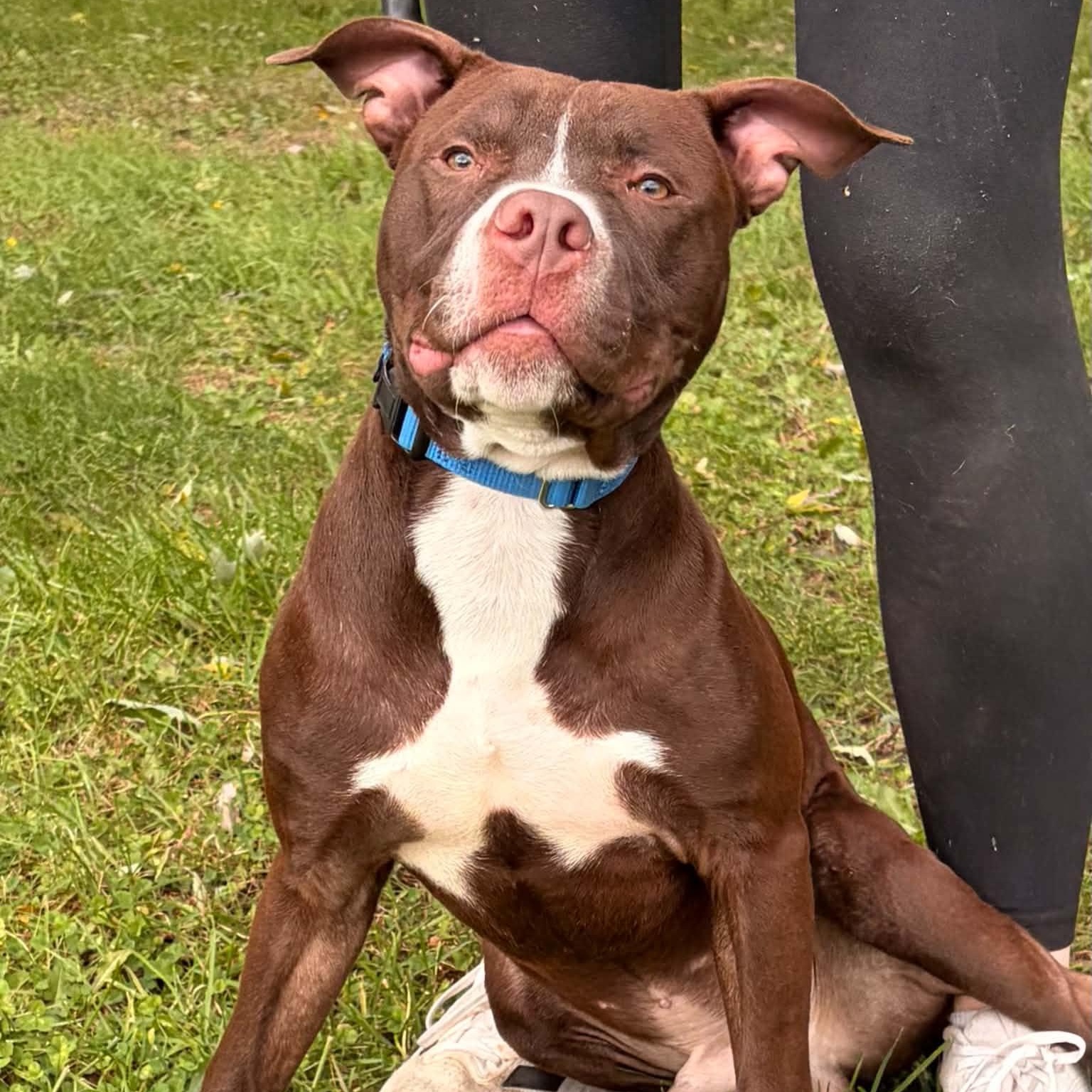 Buster, Adoptable, Young Male Chocolate Labrador Retriever & American Bully.