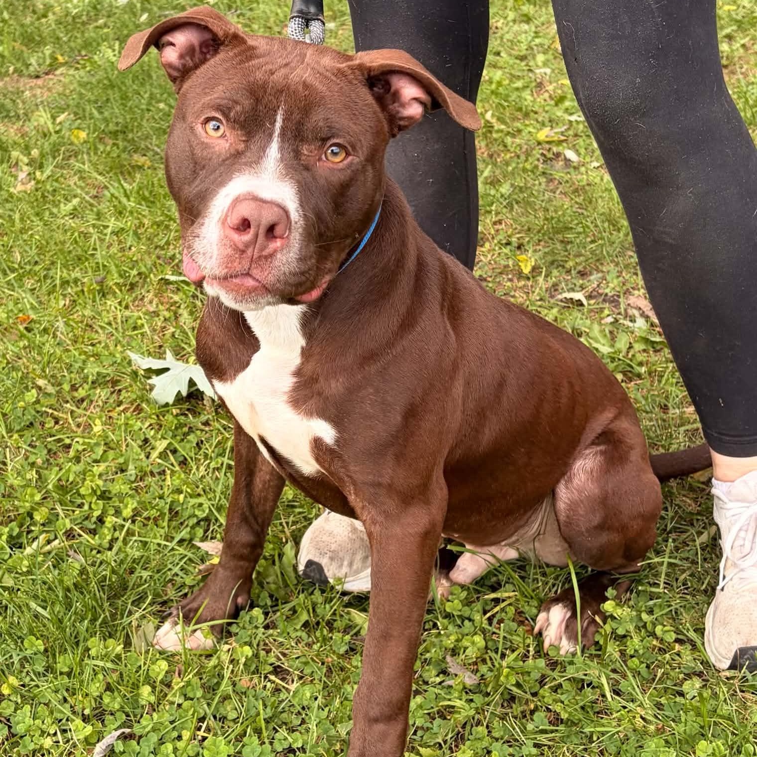 Enlarge Buster, a Adoptable mixed breed in Waterloo, IA image 3/3