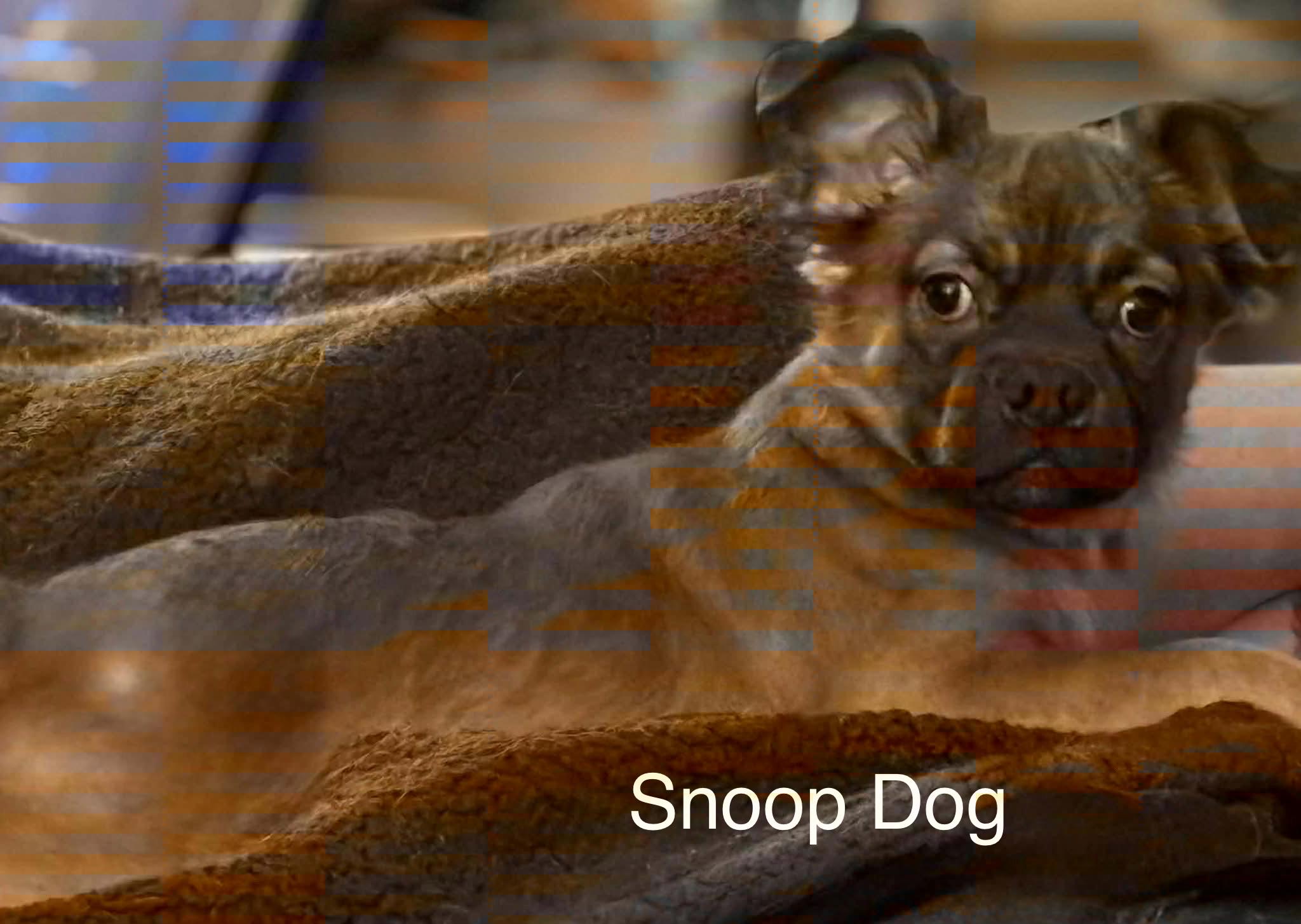 Snoop Dog, ADOPTABLE, Puppy Male Chihuahua & Pug.