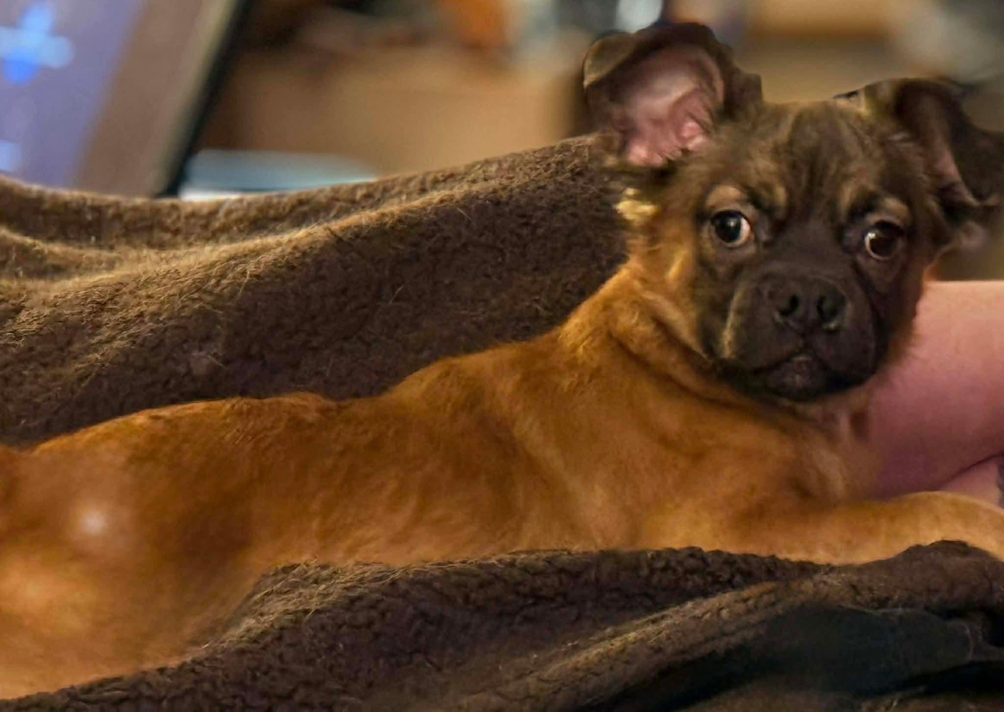 Snoop Dog, ADOPTABLE, Puppy Male Chihuahua & Pug.