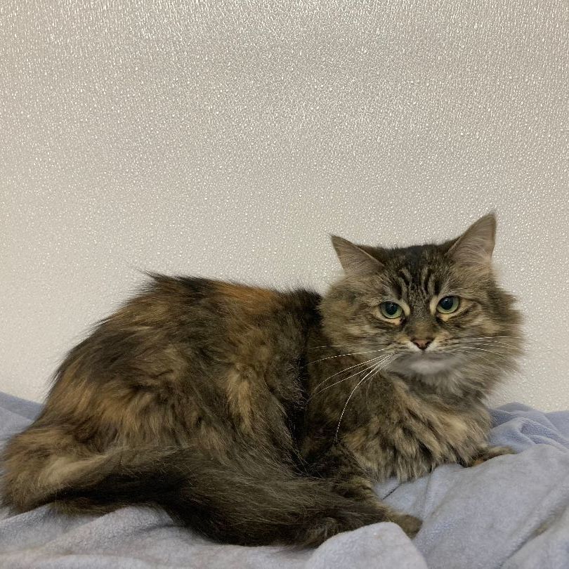 Pink (outdoor/barn cat), Adoptable, Senior Female Domestic Long Hair & Tabby.