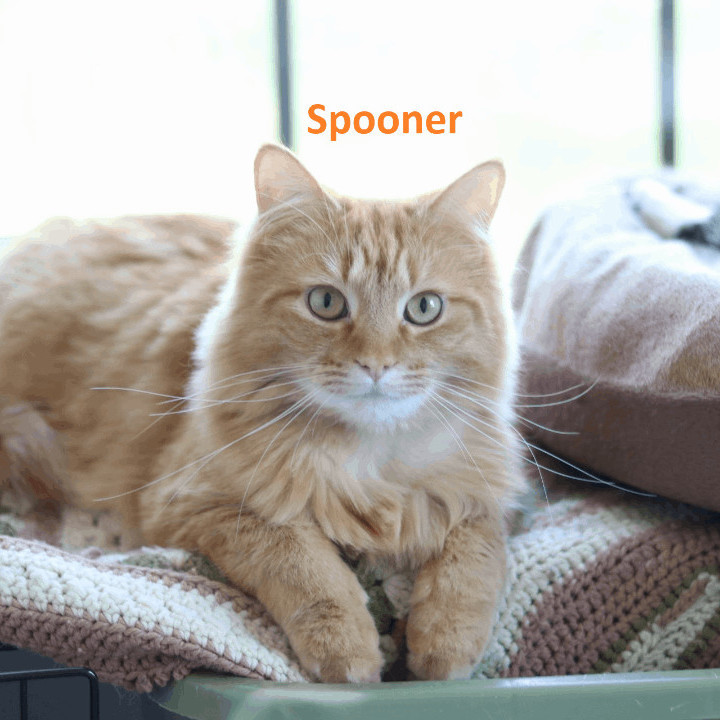 Pink (outdoor/barn cat), a Adoptable mixed breed in Lansing, MI image 2/6