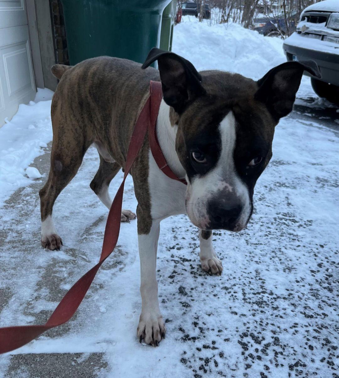 Enlarge Drax, a Adoptable Boxer in Woodbury, MN image 2/3