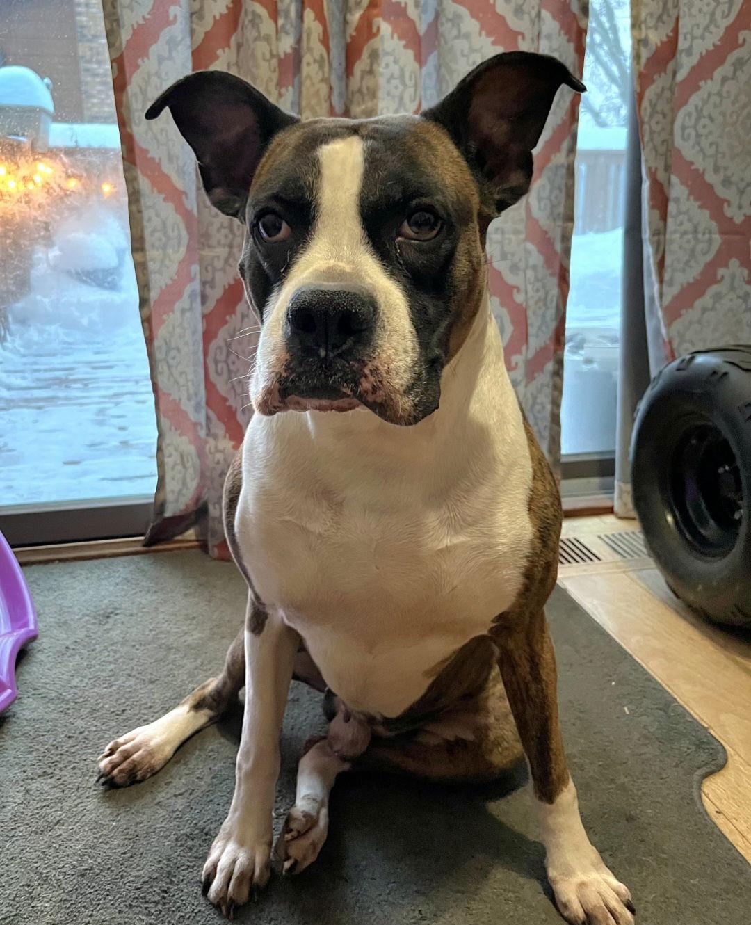 Enlarge Drax, a Adoptable Boxer in Woodbury, MN image 3/3