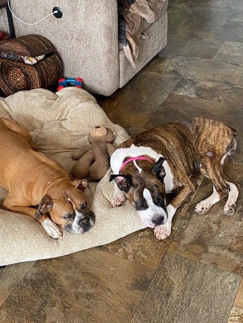 Enlarge Drax, a Adoptable Boxer in Woodbury, MN image 2/3