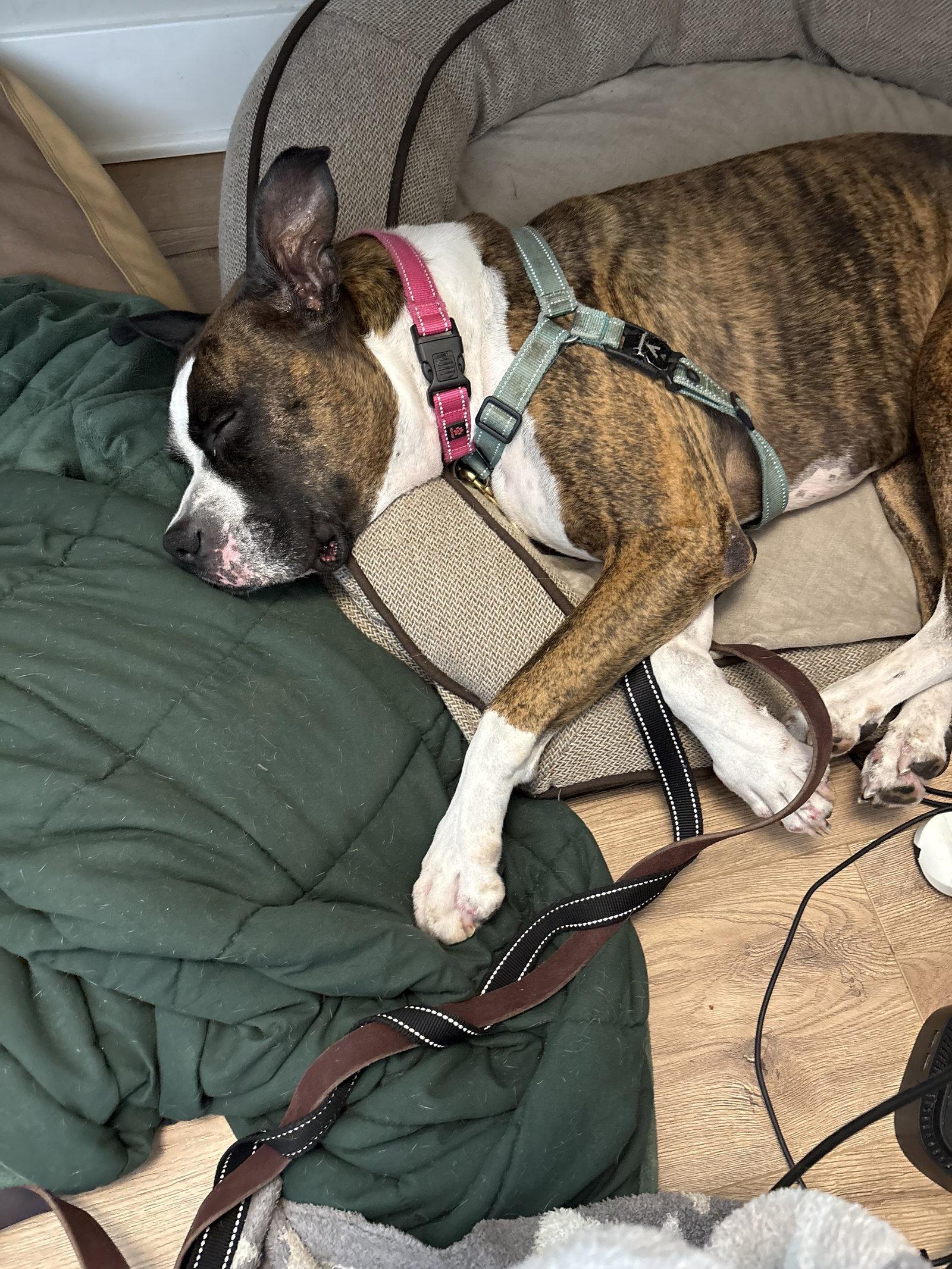 Drax, Adoptable, Adult Male Boxer.