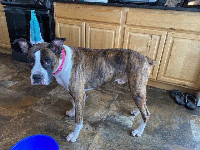 Enlarge Drax, a Adoptable Boxer in Woodbury, MN image 3/3