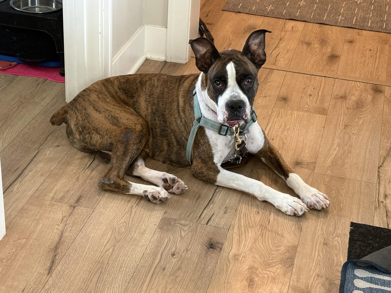 Drax, a Adoptable Boxer in Woodbury, MN image 2/3