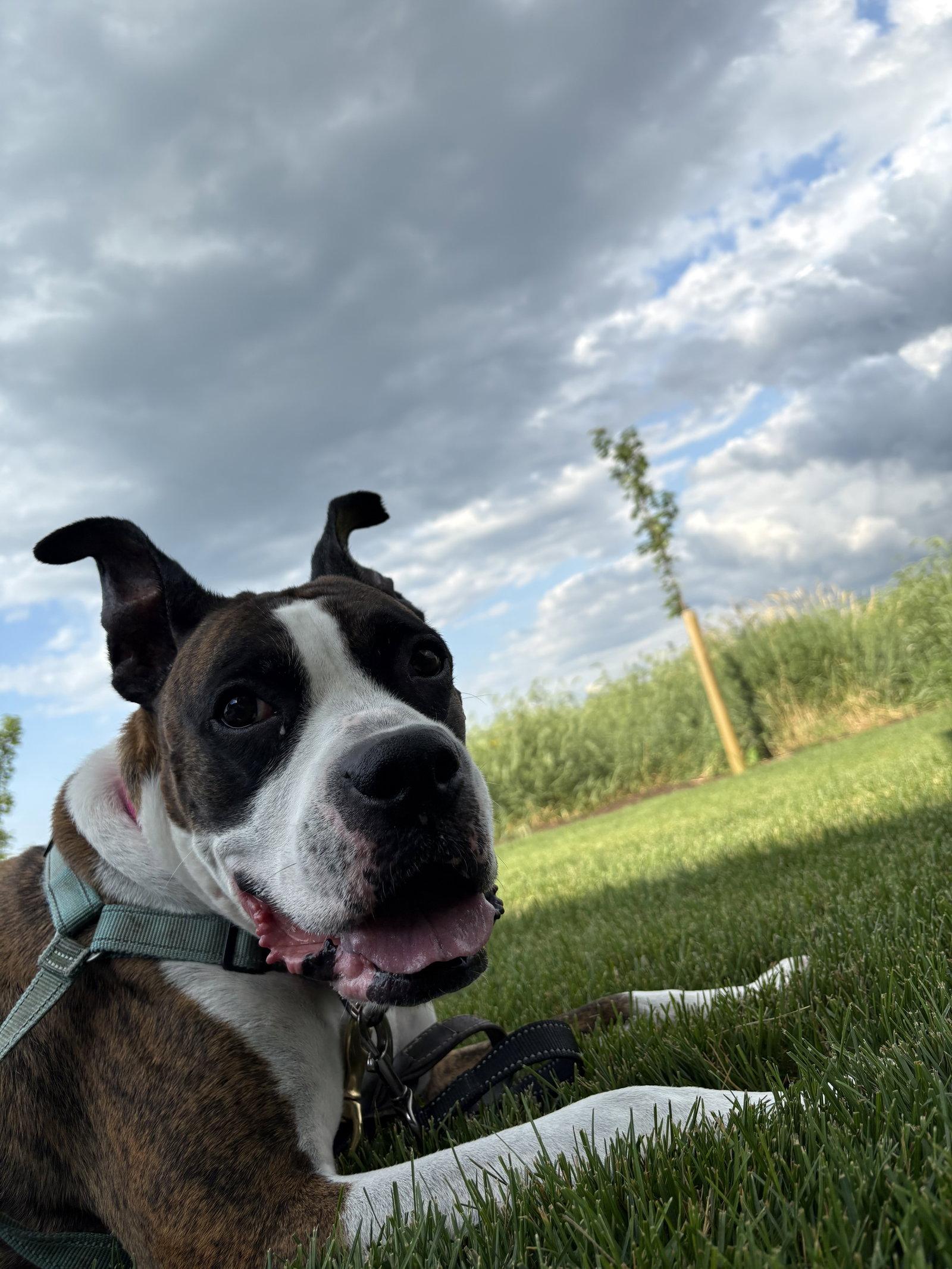 Drax, a Adoptable Boxer in Woodbury, MN image 3/3