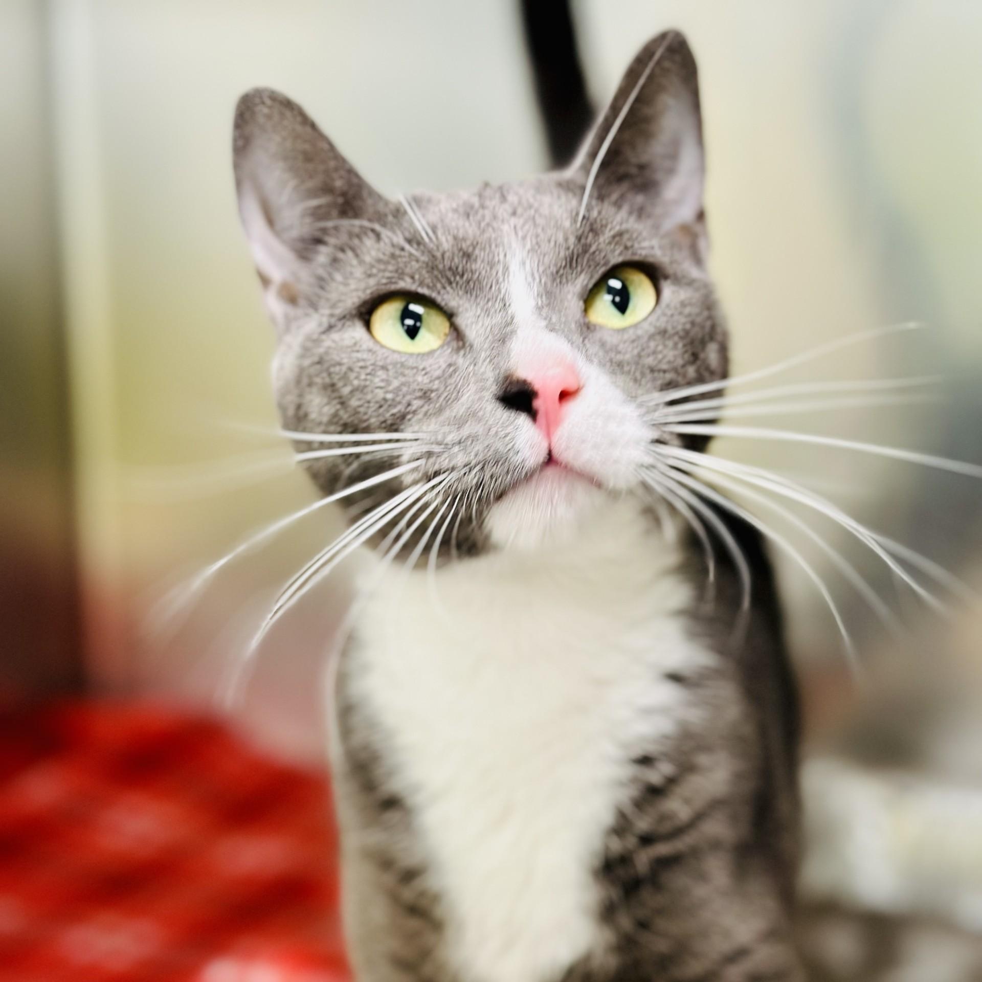 Enlarge Piglet , a ADOPTABLE Domestic Short Hair in Jackson, NJ image 2/2