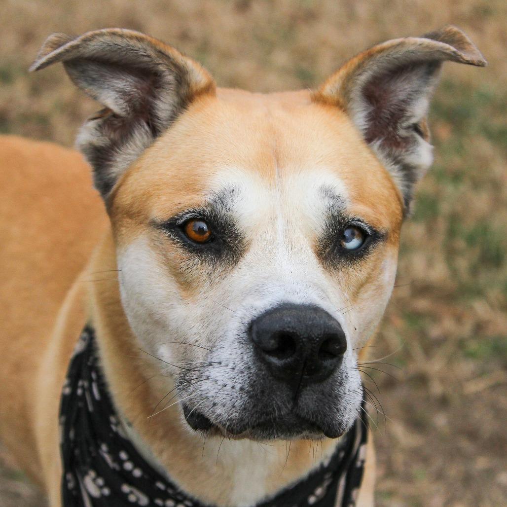 Enlarge Bowie aka Bo, a Adoptable mixed breed in Columbia, MO image 1/6