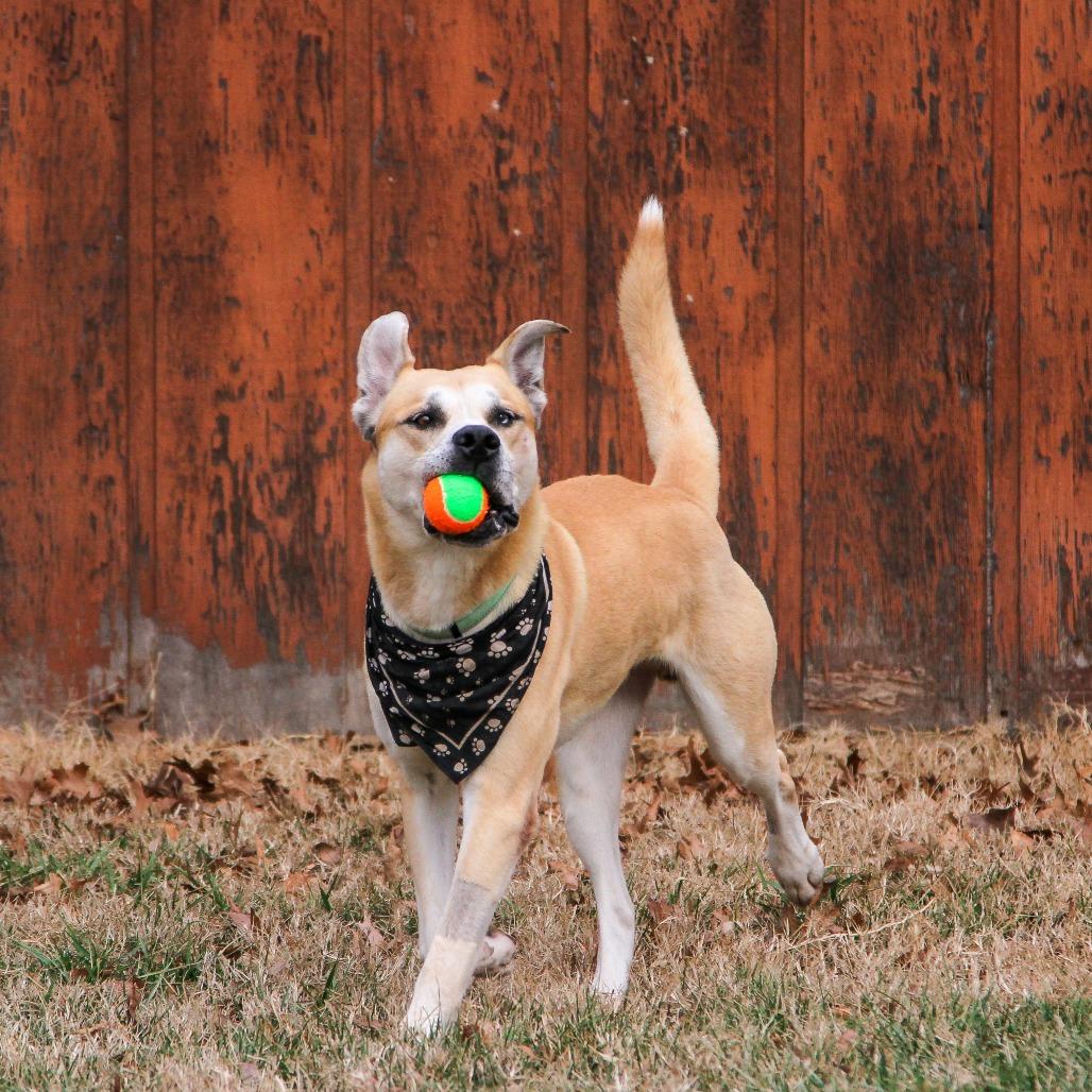 Enlarge Bowie aka Bo, a Adoptable mixed breed in Columbia, MO image 2/6