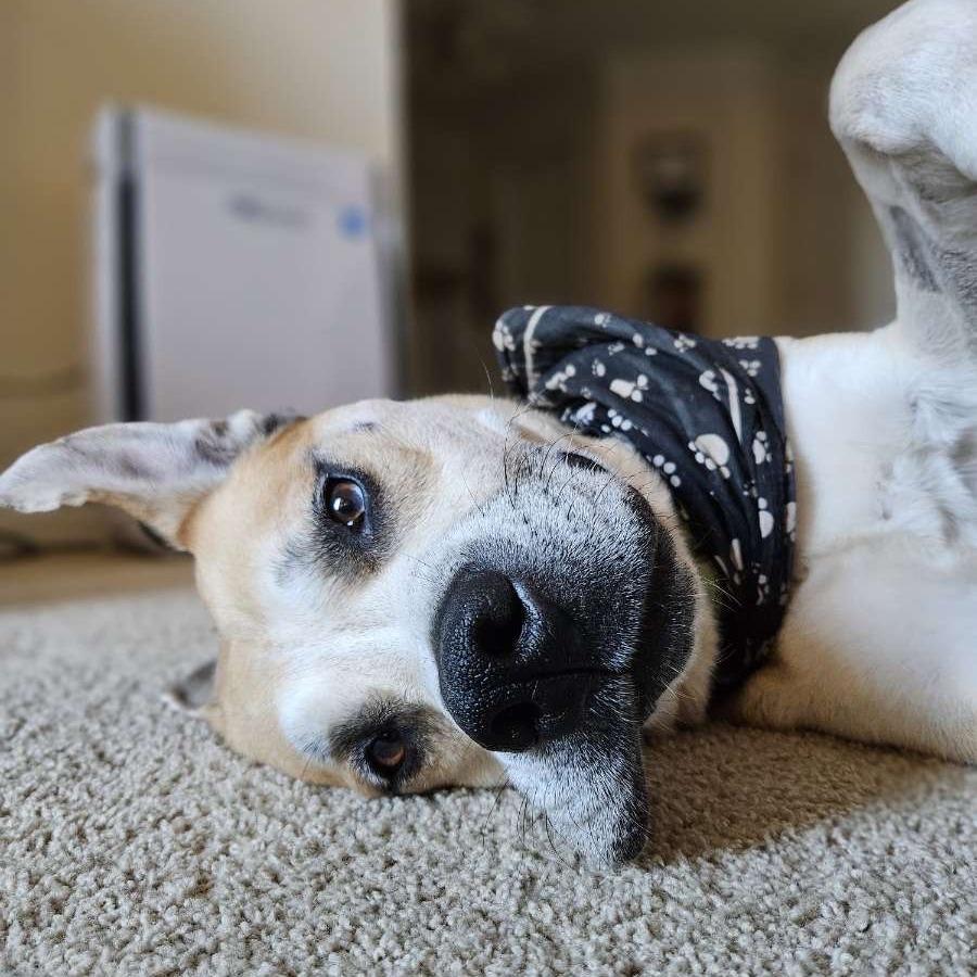 Enlarge Bowie aka Bo, a Adoptable mixed breed in Columbia, MO image 2/6