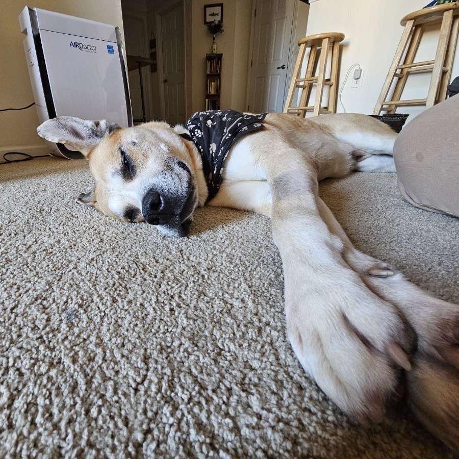 Enlarge Bowie aka Bo, a Adoptable mixed breed in Columbia, MO image 3/6