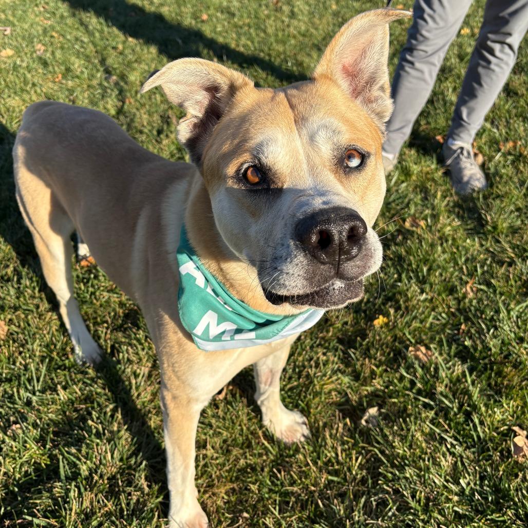 Enlarge Bowie aka Bo, a Adoptable mixed breed in Columbia, MO image 3/6